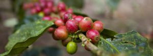 Coffee cherries on the branch