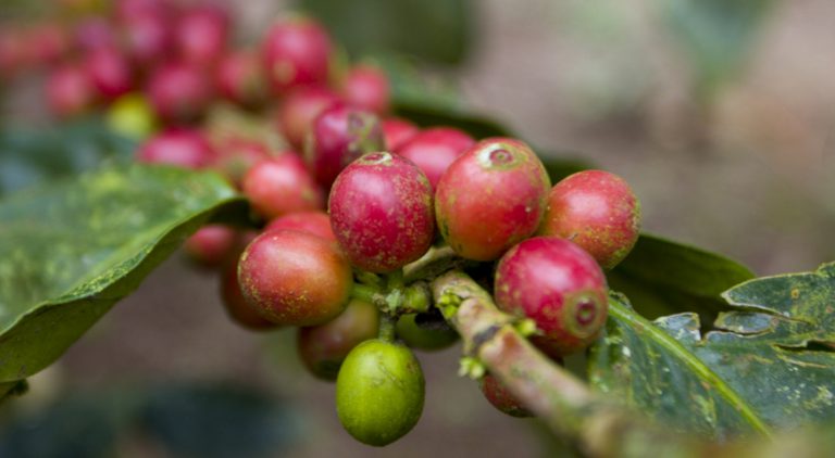 Coffee cherries on the branch