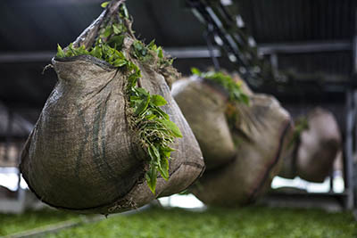 freshly picked tea leaves in sacks suspended from a conveyer belt