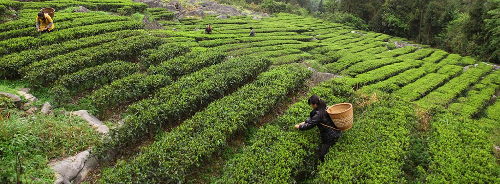 Picking tea on a tea farm