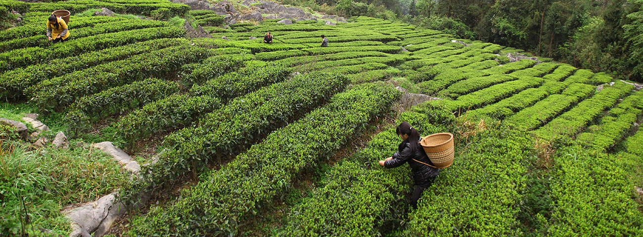 About tea - Fairtrade
