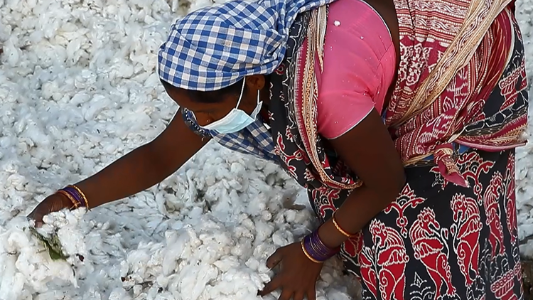 Cotton farmer sorting through cotton