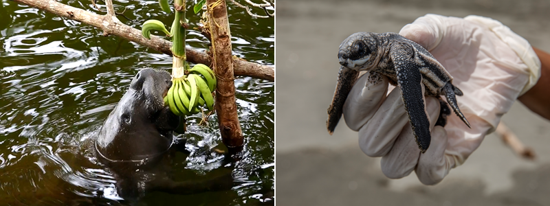 Wildlife Conservation project in Panama - left manatee and right baby turtle