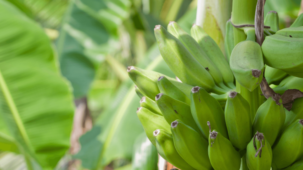 Banana bunch