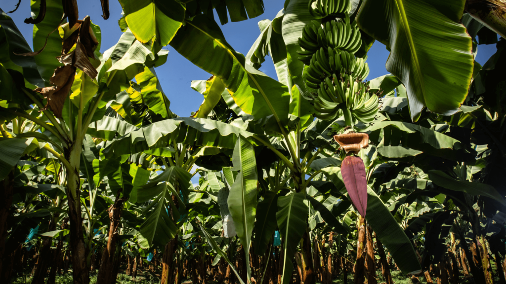 Banana trees on a farm with blue sky in background
