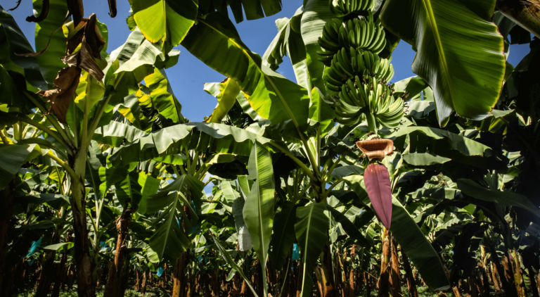 Banana trees on a farm with blue sky in background