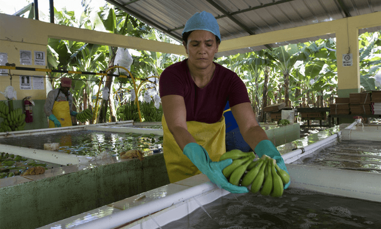 Patria Torres provides quality control at BANELINO producer Erick Almanzar's packaging plant.