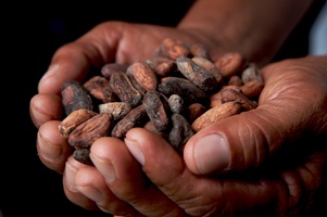 A pair of hands holds Fairtrade cocoa beans in Belize