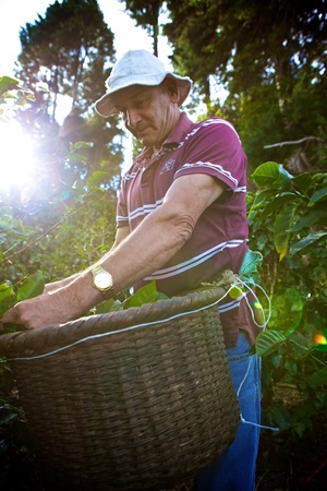 A man in a field picking from leaves