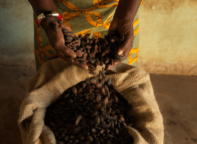 Cocoa Farmer in Ivory Coast