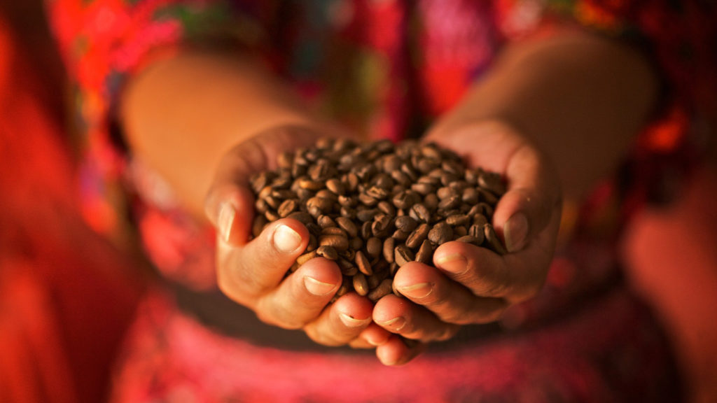 Coffee beans held in hands