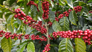 Coffee cherries