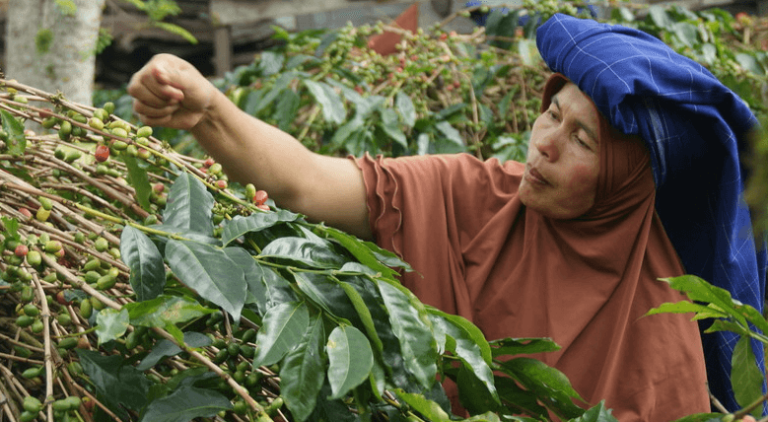 Coffee producer picking cherries