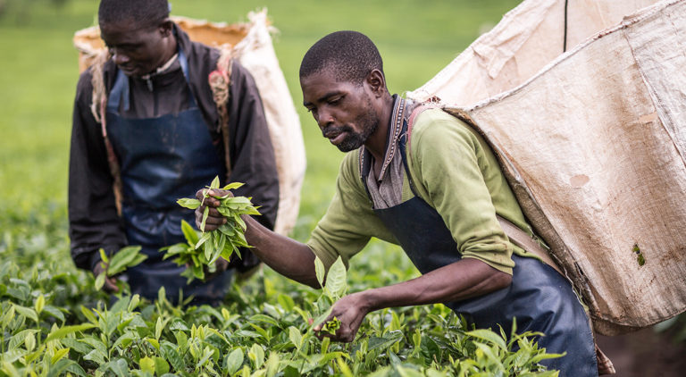 Fairtrade tea farmers Malawi 2017 by Chris Terry
