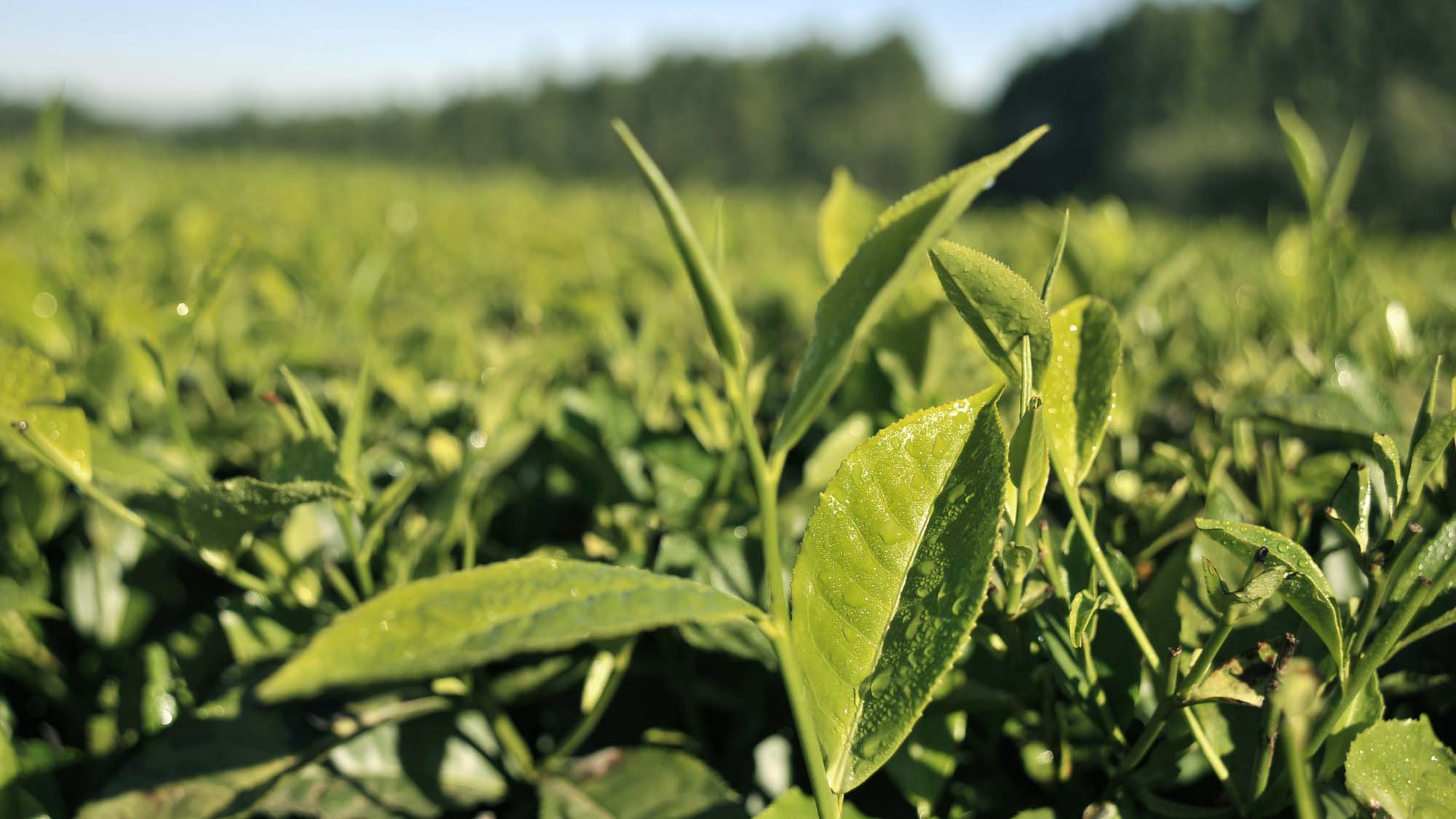 Fintea tea leaves