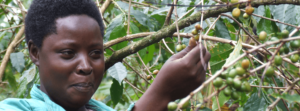 Farmer picking coffee cherries from Gumutindo co-op