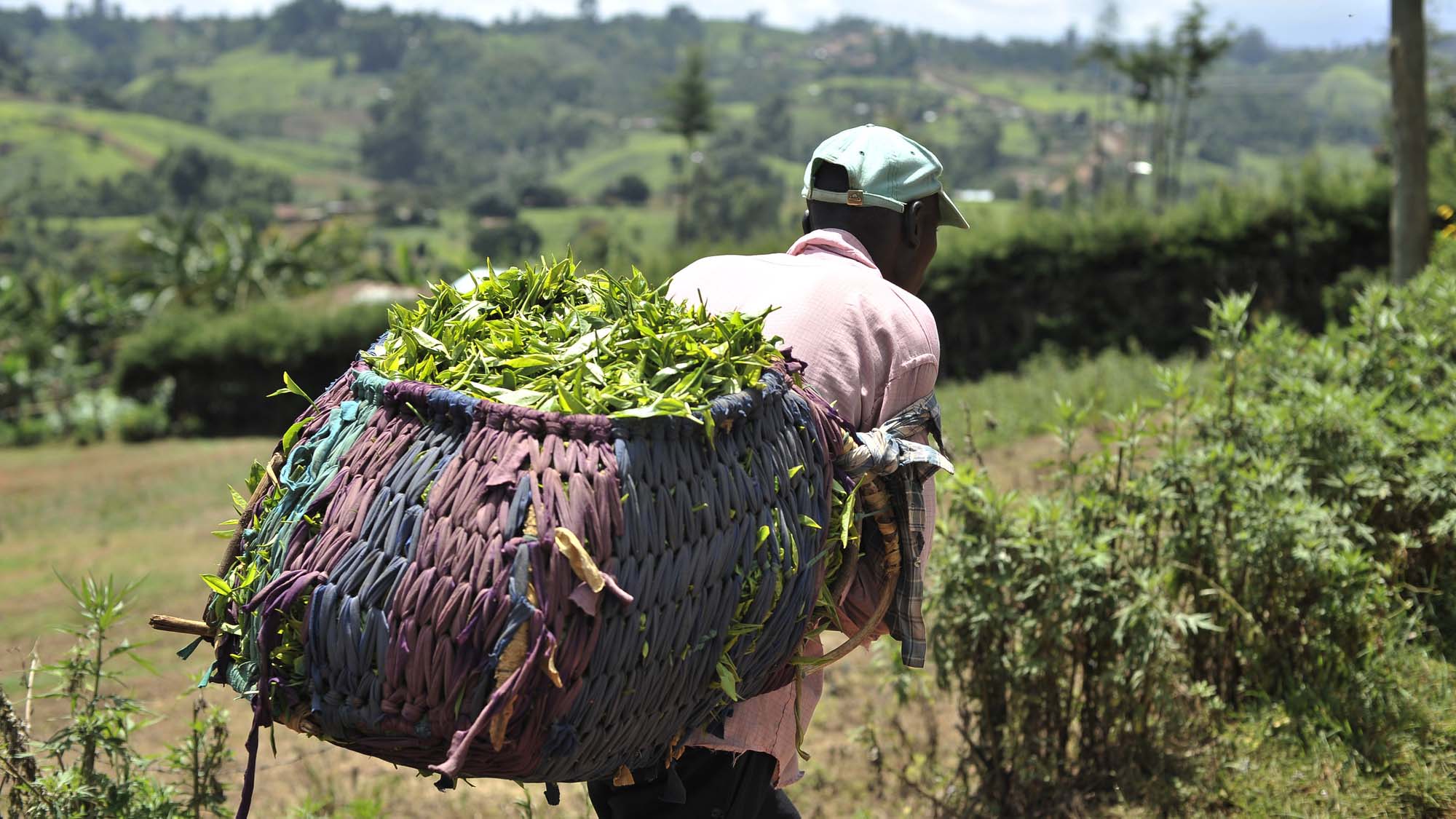 IRIAINI TEA FACTORY