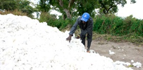 A cotton worker with a pile of freshly plucked cotton, Mali