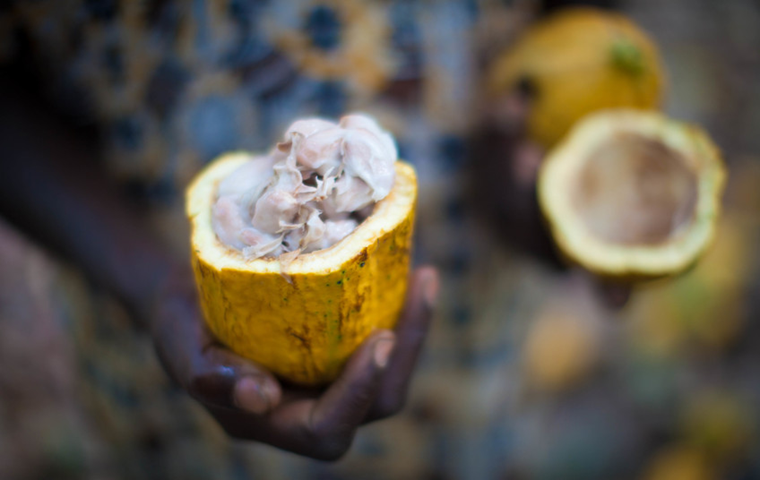 Cut open cocoa pod