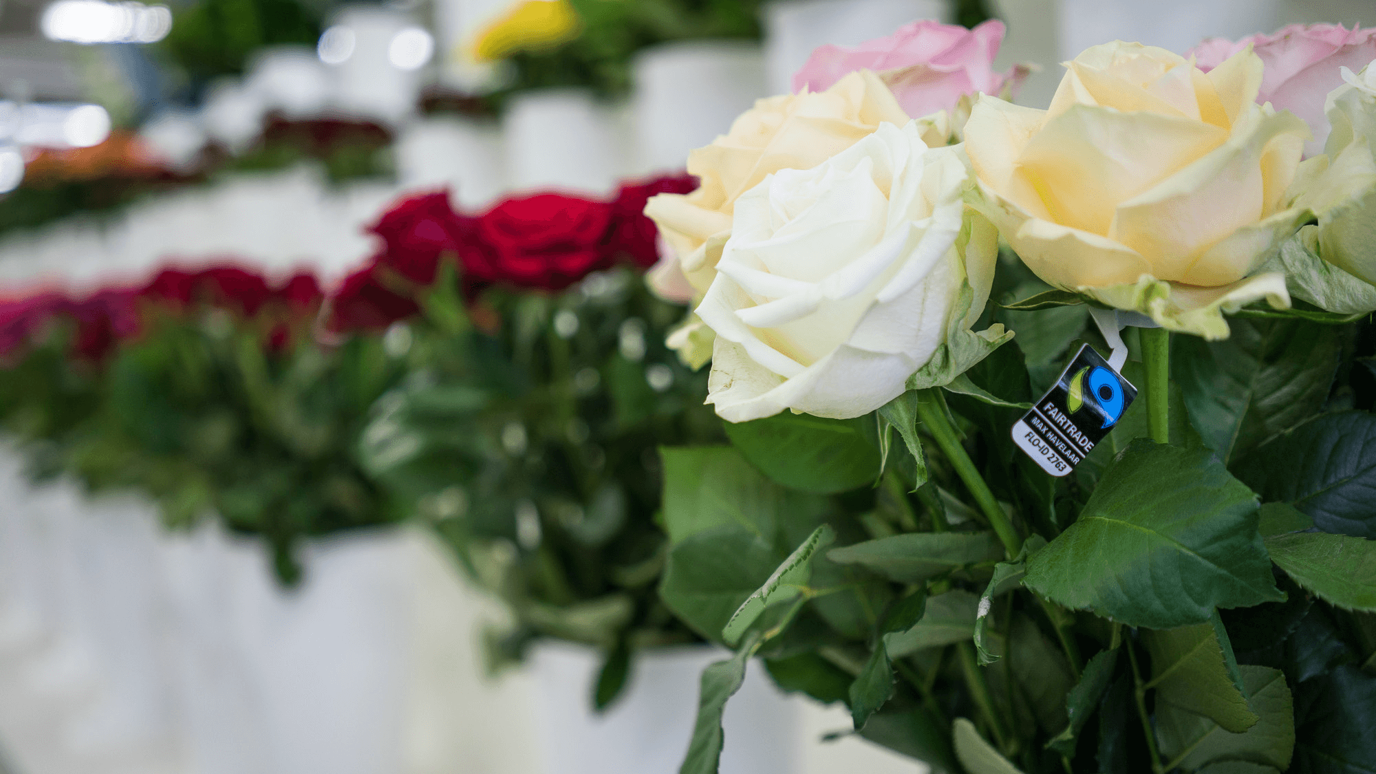 You are currently viewing New study confirms Fairtrade roses from Kenya have smaller environmental footprint