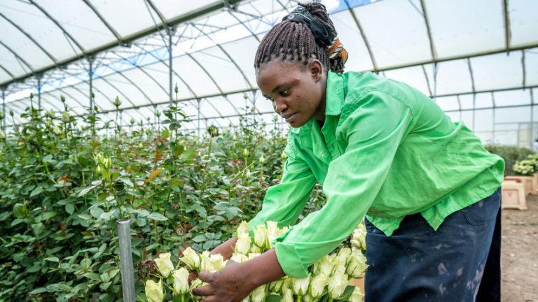 Panda flowers - Fairtrade worker picking roses