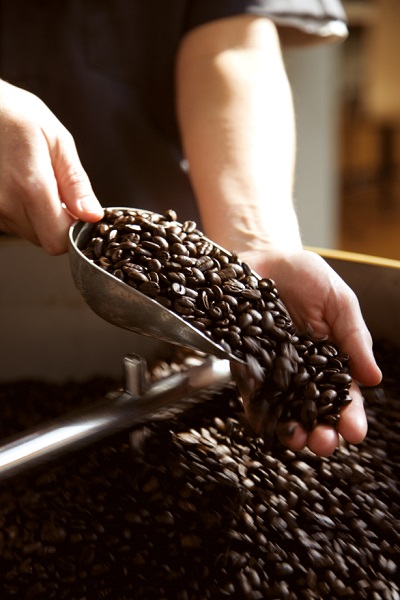 Roasted Fairtrade coffee beans being scooped with a large scoop