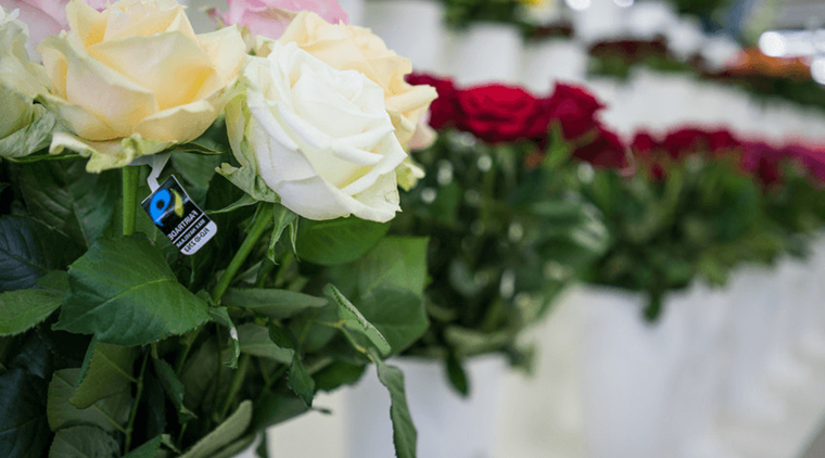 Faritrade roses lined up in vases