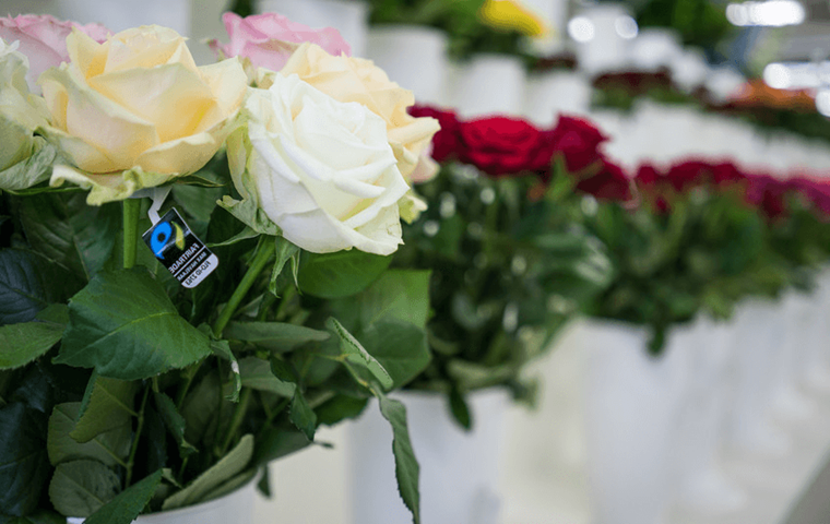 Faritrade roses lined up in vases