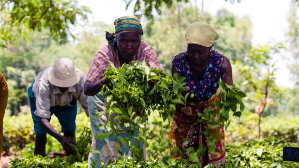 Sukambizi Association - three tea workers picking up tea leaves