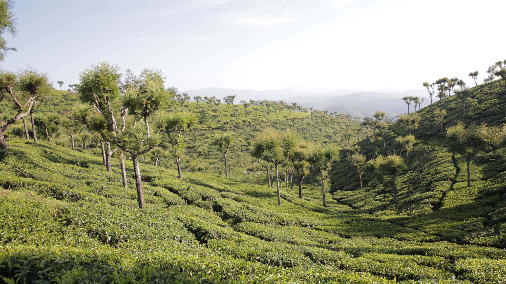 United Nilgiri tea estates landscape
