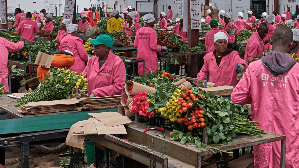 Workers at Bigot flower farm in Kenya.