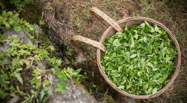 tea leaves in basket