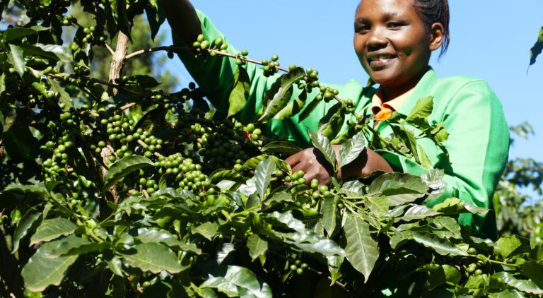 Evalyne Nyawira with her coffee bush