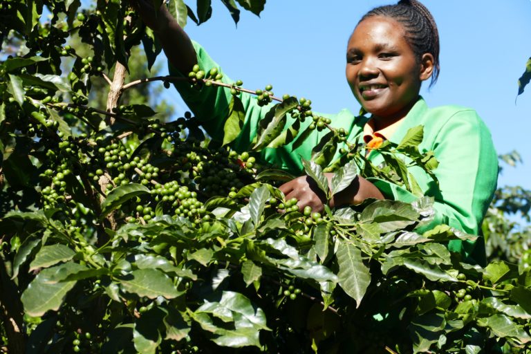 Evalyne Nyawira with her coffee bush
