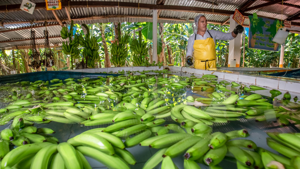 Fairtrade banana worker stood next to hundres of bananas being washed