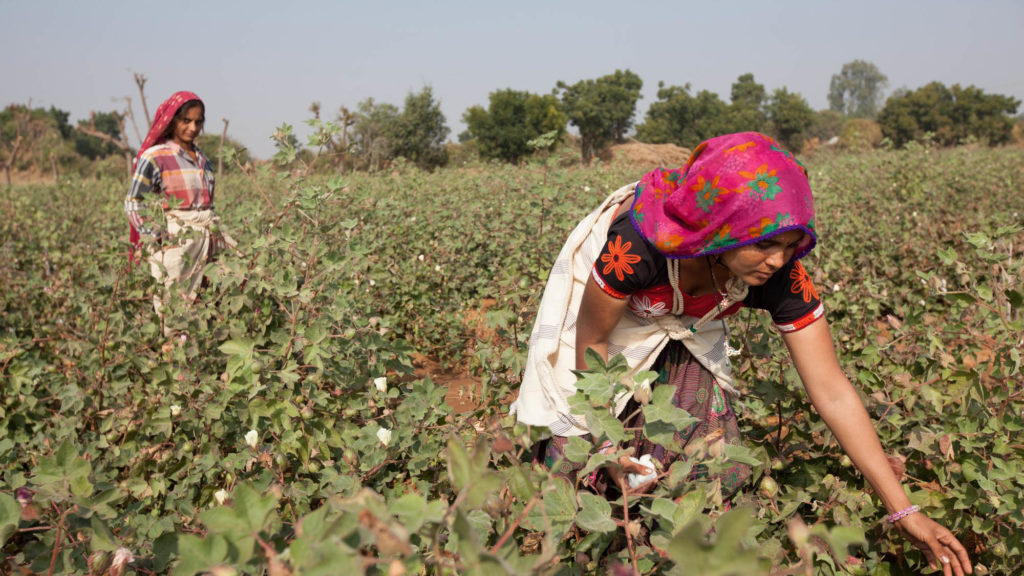 Kantaben Charda (back) and Mamtuben Charda (front), Fairtrade-certified cotton farmers picking cotton in Rapar district, Gujarat, India.