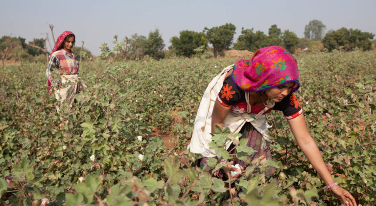 Kantaben Charda (back) and Mamtuben Charda (front), Fairtrade-certified cotton farmers picking cotton in Rapar district, Gujarat, India.