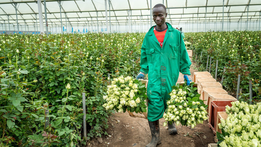 Haya Gorassa carrying bunches of roses in Panda Flowers greenhouse, Kenya