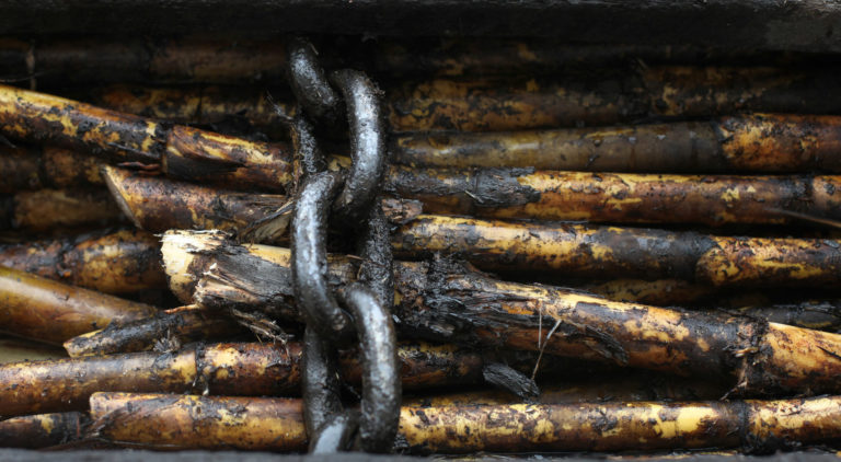 Sugar Cane chained together