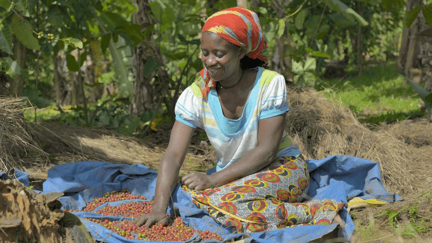 Evodia Abela laying out her Fairtrade and organic ripe coffee cherries to dry