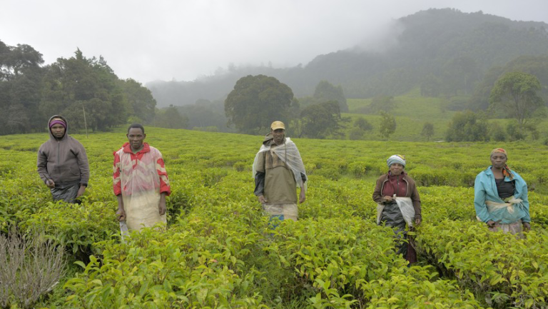 Kerkulu tea estate workers regularly remove bad grass by hand