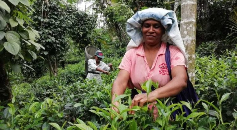 Mrs. and Mr. W.G. Sumanadasa picking tea in Sri Lanka. They have received the Covid Relief Fund. NAPP