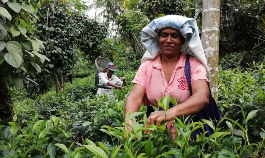 Mrs. and Mr. W.G. Sumanadasa picking tea in Sri Lanka. They have received the Covid Relief Fund. NAPP