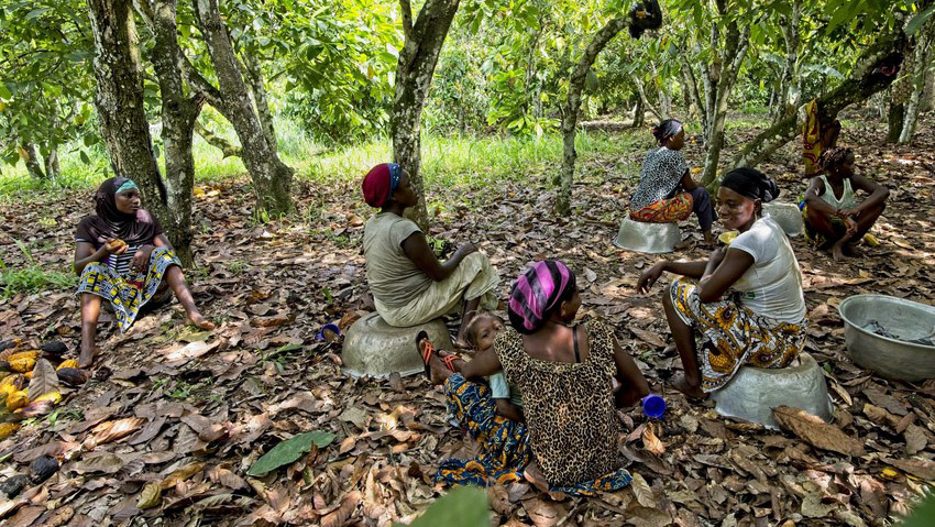 Women remove beans from cocoa pods in a cocoa farm in Côte d'Ivoire