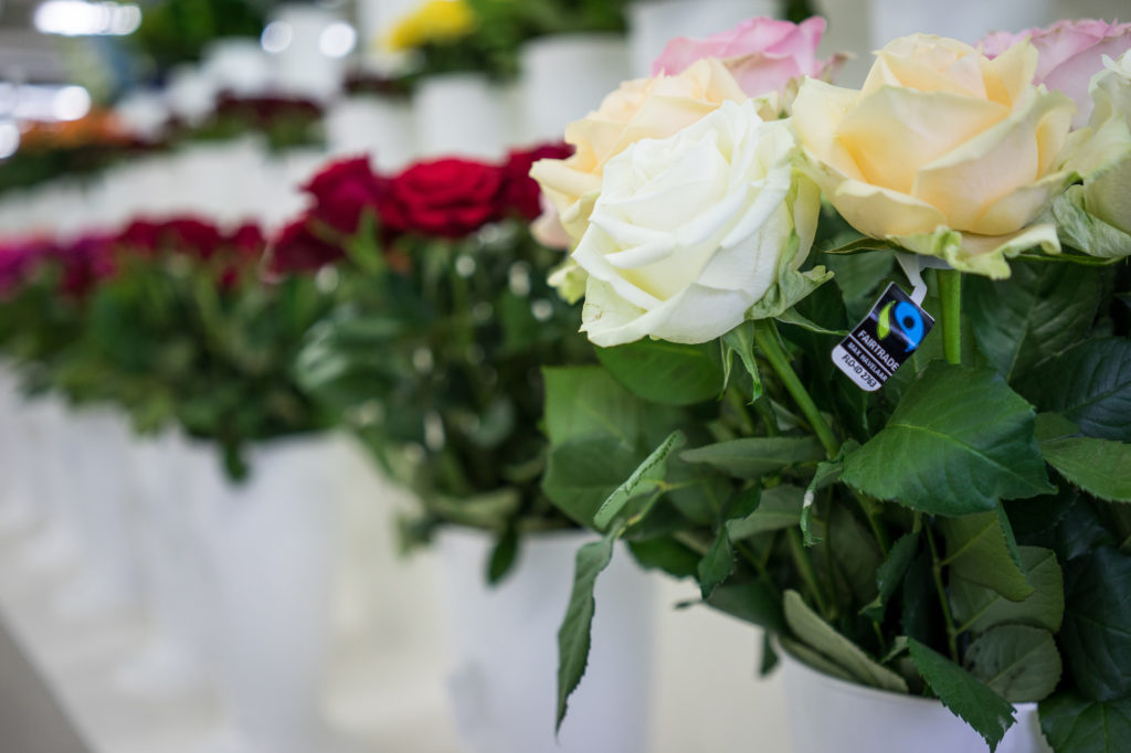 White and red roses at Oserian in Kenya. Credit Ola Höiden