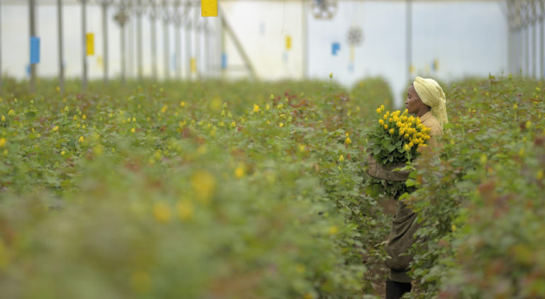 Flower worker in greenhouse growing yellow roses at Mount Meru Flowers, Tanzania
