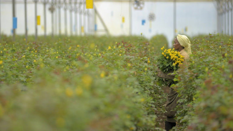 Flower worker in greenhouse growing yellow roses at Mount Meru Flowers, Tanzania