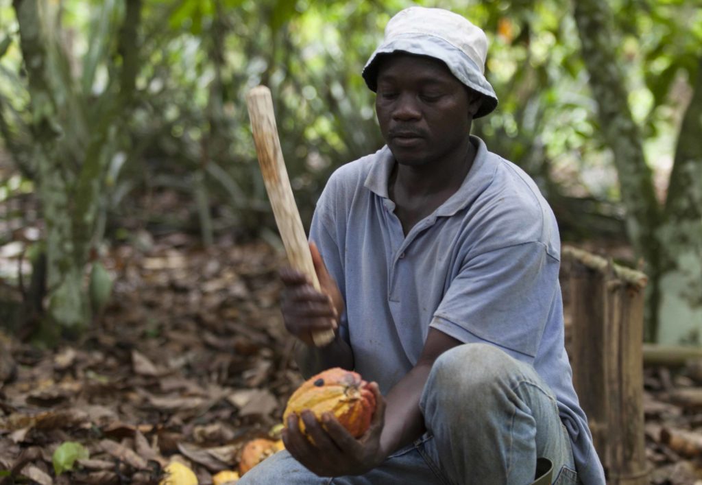 Benjamin Ouedraogo breaks open cocoa pod