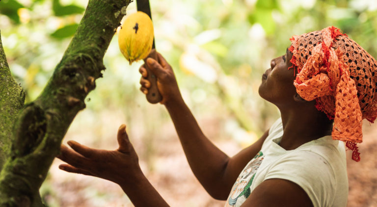 Dah Oho cuts a yellow cocoa pod from a cocoa tree