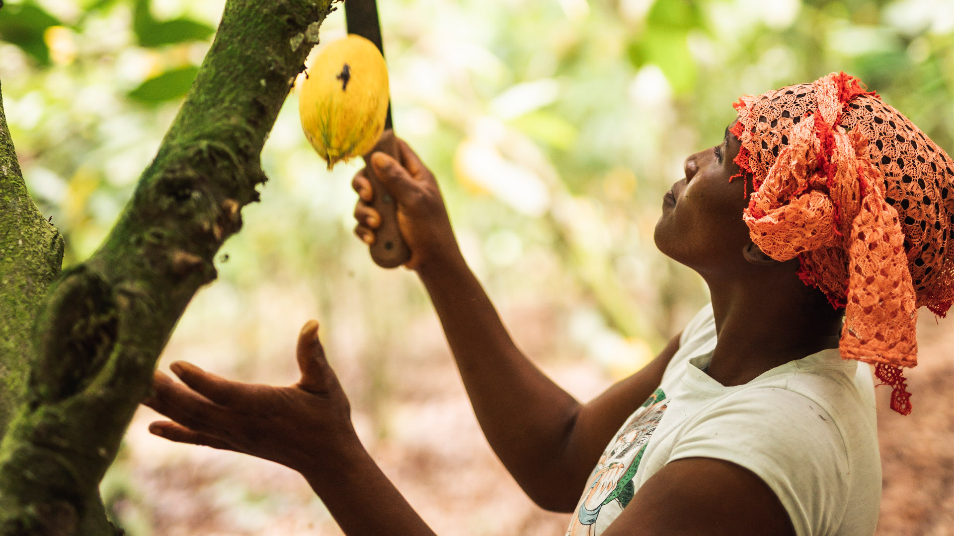 You are currently viewing As cocoa prices fall in Côte d’Ivoire, Fairtrade urges EU for cocoa sector regulation to recognise the right to living income